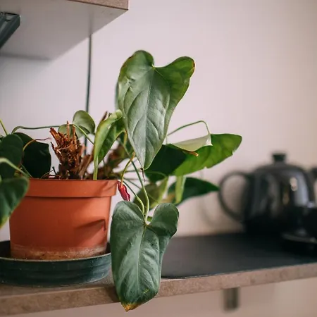 Il Bonsai *